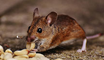 24 Hour & Emergency Exterminators in Far Rockaway, NY
